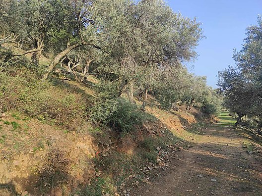 İZMİR BAYINDIR ÇENİKLER KÖYÜNDE 854 M² ZEYTİNLİK  SATILIKTIR - İZMİR BAYINDIR fotoğraf 9