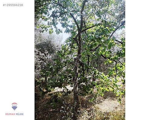 BURSA ORHANGAZİ NARLICA MAH. 1.247 M2 SATILIK ZEYTİNLİK - BURSA ORHANGAZİ fotoğraf 3