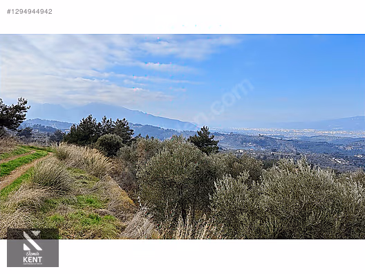 Kemalpaşa Yukarıkızılca Satılık İmar sınırında 6250m2 Zeytinlik - İZMİR KEMALPAŞA fotoğraf 10