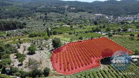 KUŞADASI KİRAZLI da SATILIK ÜZÜM BAĞI ANA YOLA YAKIN - AYDIN KUŞADASI fotoğraf 3