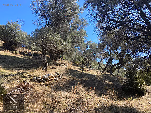 Bayındır Yusuflu Satılık 6050 m2 Zeytinlik Tek Tapu - İZMİR BAYINDIR fotoğraf 10