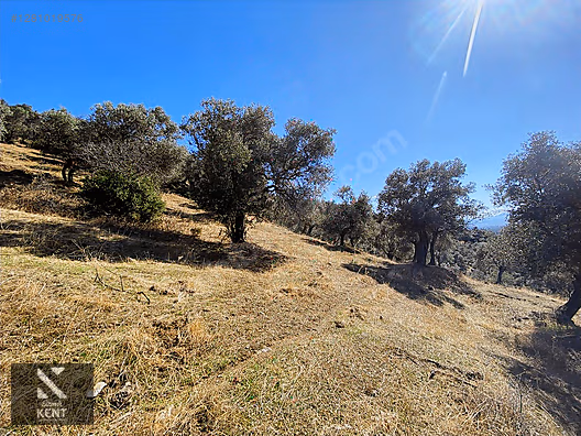 Bayındır Yusuflu Satılık 6050 m2 Zeytinlik Tek Tapu - İZMİR BAYINDIR fotoğraf 27