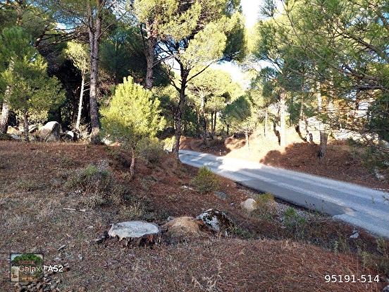 BERGAMA KOZAK YAYLASI AŞACUMA MAH. LESİNDE 1110 M2 FISTIKLIK - İZMİR BERGAMA fotoğraf 6