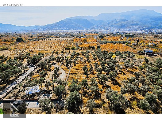 Kemalpaşa Sekiz Eylül Merkeze Yakın Satılık 3440 m2 Zeytinlik - İZMİR KEMALPAŞA fotoğraf 46