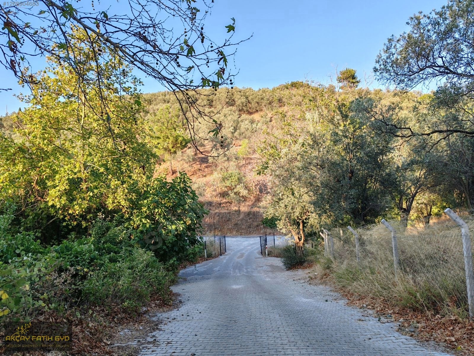 Zeytinli de 8.5 Dönüm SATILIK Zeytinlik - BALIKESİR EDREMİT fotoğraf 7