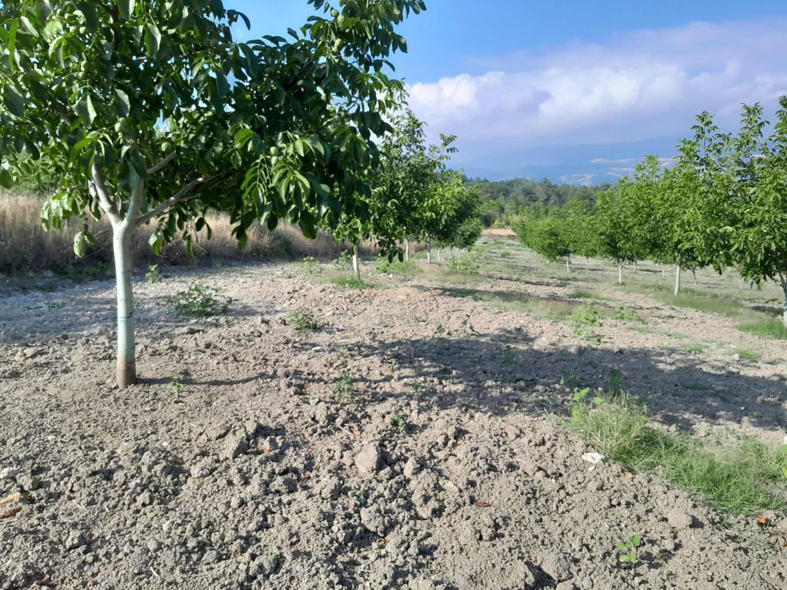 BURSA KELEŞ BELENÖREN'DE 5.270  M² BAHÇE SATILIKTIR - BURSA KELES fotoğraf 24