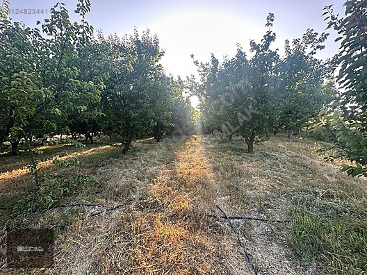 MUT - SİLİFKE KARAYOLUNA 250 M MESAFEDE SATILIK BAHÇE - MERSİN MUT fotoğraf 4