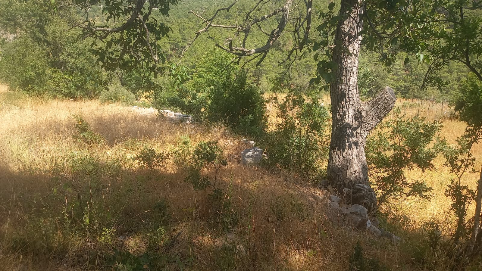 ANTALYA GÜNDOĞMUŞ PAMBELİK  KÖYÜNDE 572  M² TARLA   SATILIKTIR - ANTALYA GÜNDOĞMUŞ fotoğraf 4