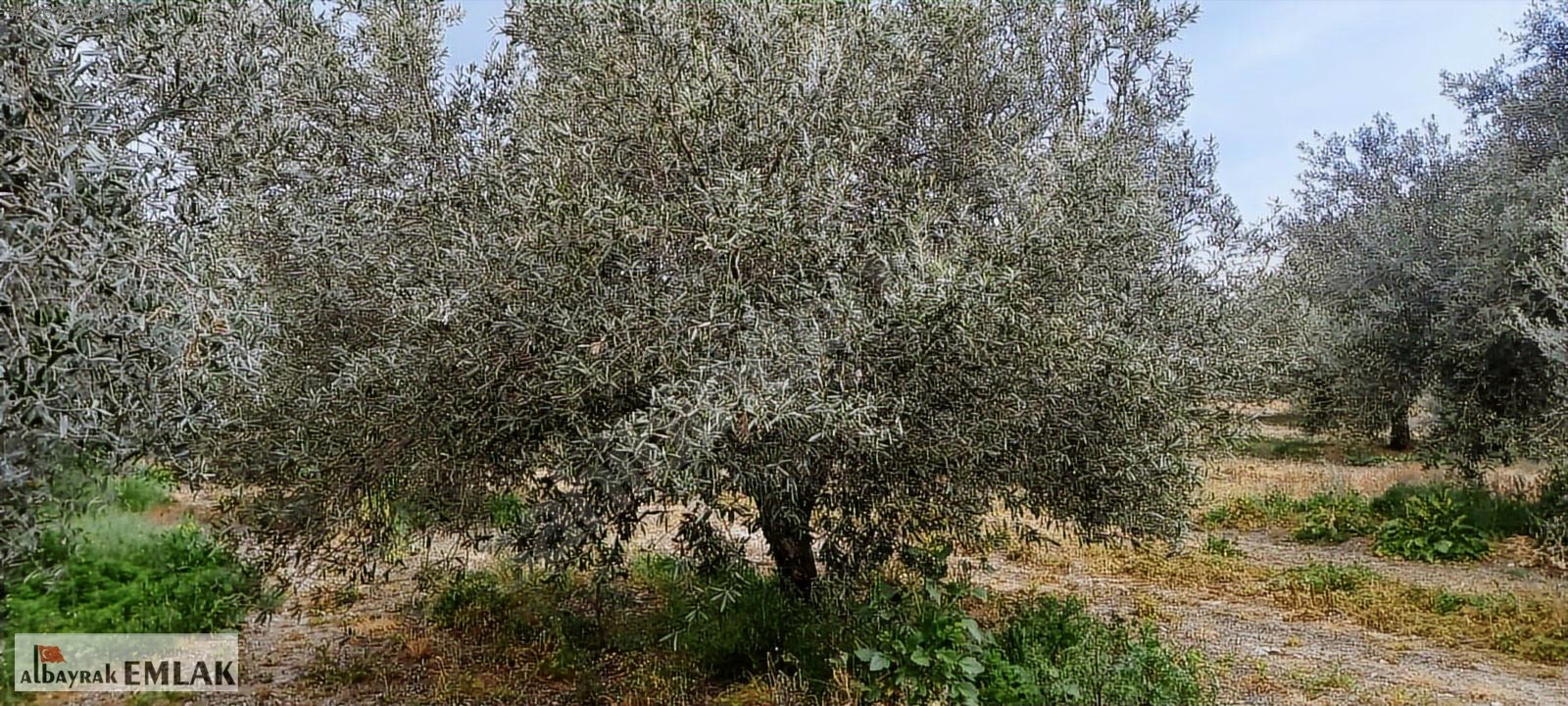 AKHİSAR RAHMİYE DE KÖYE YAKIN 3.DÖNÜM ZEYTİNLİK 1.500.000 TL - MANİSA AKHİSAR fotoğraf 3