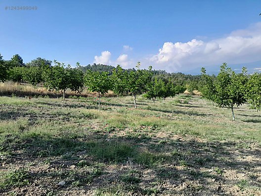 BURSA KELEŞ BELENÖREN'DE 5.270  M² BAHÇE SATILIKTIR - BURSA KELES fotoğraf 17