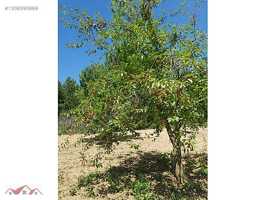 SEÇKİN'DEN KAVACIK KÖYÜNDE YETİŞKİN MEYVE AĞAÇLI 4.775 M² BAHÇE - BİLECİK YENİPAZAR fotoğraf 5