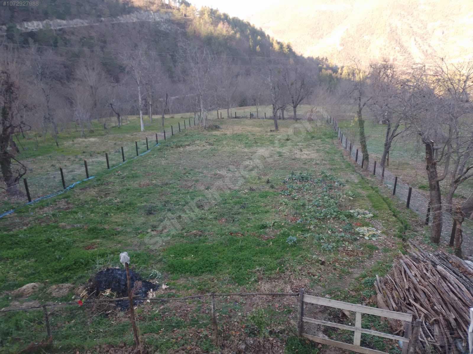 1500 m2 arsalı müstakil ev + 3200 m2 fındık bahçesi - ARTVİN BORÇKA fotoğraf 4