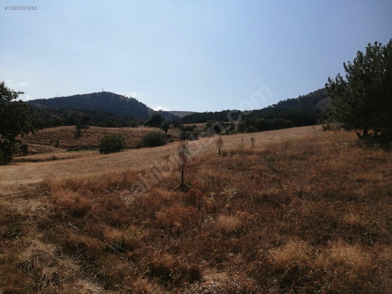 TAŞKESTİ EMLAKTAN 4384 M2 TARLA - BOLU MUDURNU fotoğraf 9