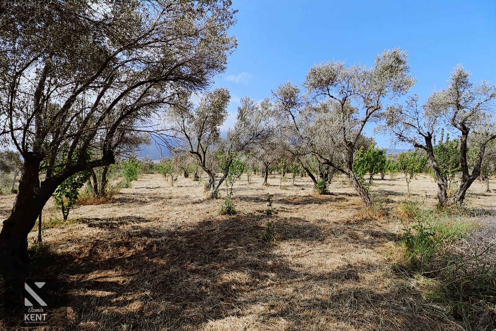 Kemalpaşa Sekiz Eylül Satılık 4.746 m2 Bahçe - İZMİR KEMALPAŞA fotoğraf 2