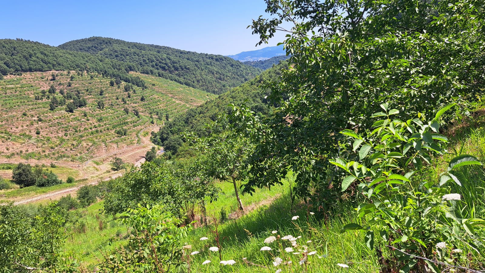 8400 M2 12 YAŞINDA CEVİZ BAHÇESİ - YALOVA ALTINOVA fotoğraf 2
