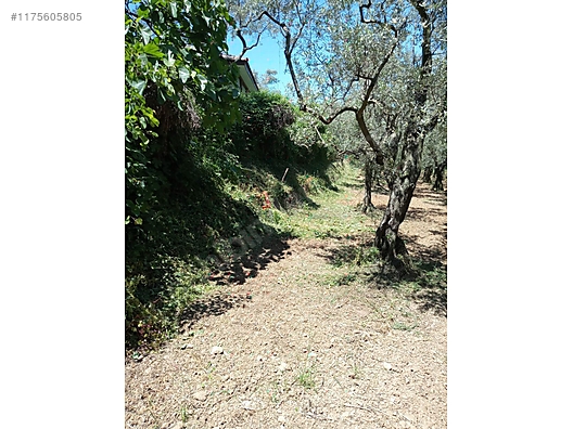 BURSA İZNİK DERBENT'TE 613 M² ZEYTİNLİK SATILIKTIR - BURSA İZNİK fotoğraf 12