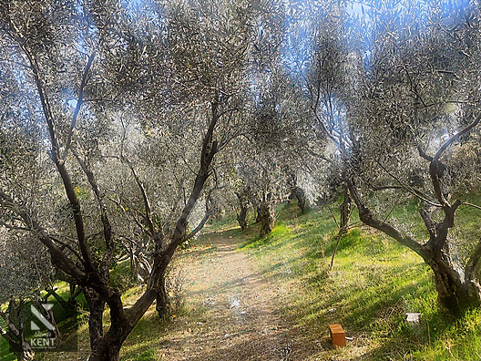 Kemalpaşa Aşağıkızılca Satılık 1758 M2 Tek Tapu Zeytinlik - İZMİR KEMALPAŞA fotoğraf 16