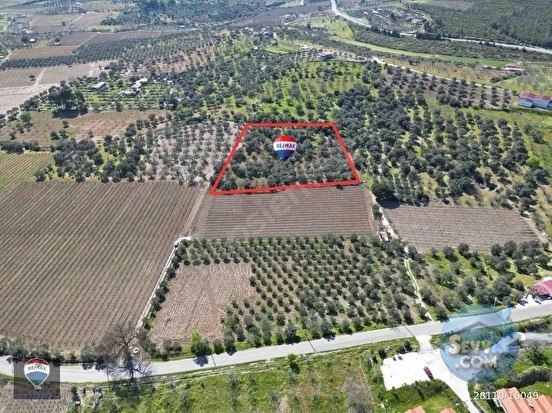 SATILIK KUŞADASI/ÇINARKÖY DE ZEYTIN VE INCIR AĞACI DIKILI BAĞ-BAHÇE - AYDIN KUŞADASI fotoğraf 5