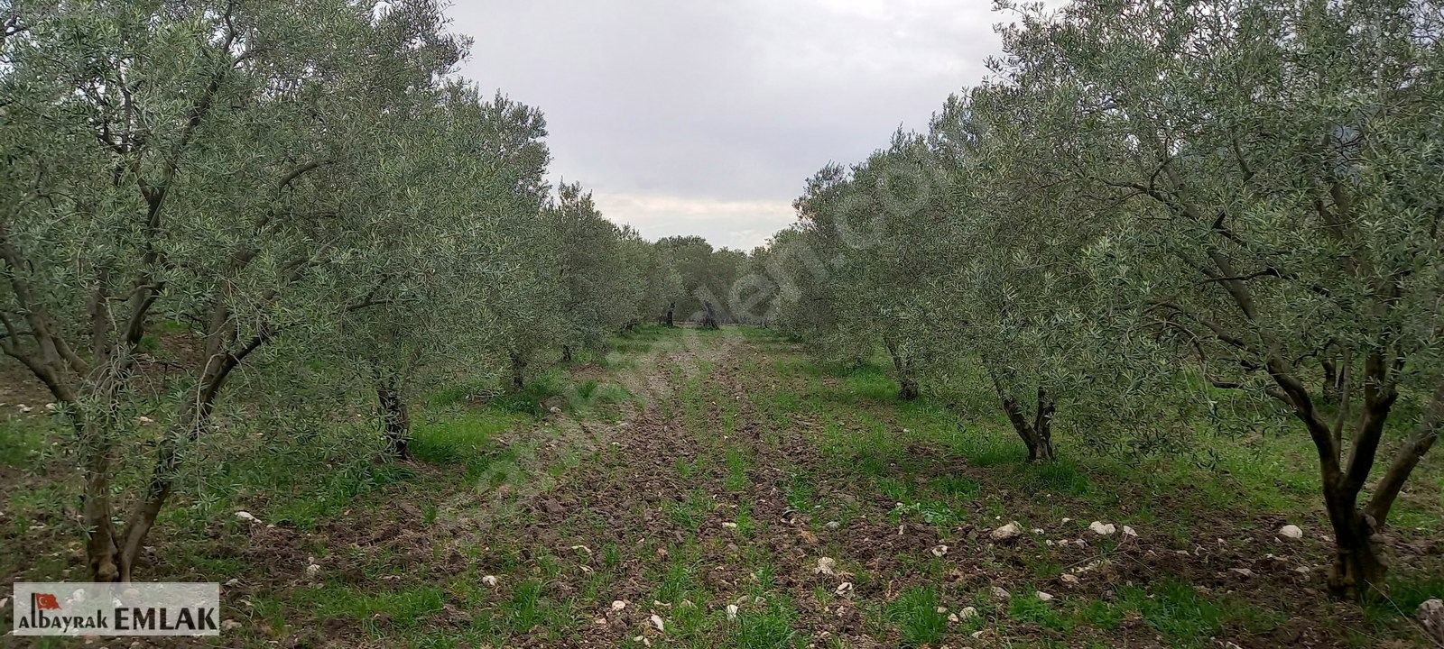 AKHİSAR SAKARKAYA DA ŞOK FİYAT SATILIK 3.850 M2 ZEYTİNLİK - MANİSA AKHİSAR fotoğraf 3