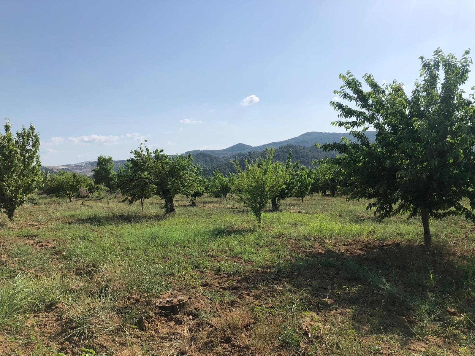 İlan Resmi