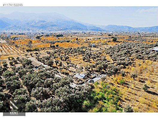 Kemalpaşa Sekiz Eylül Merkeze Yakın Satılık 3440 m2 Zeytinlik - İZMİR KEMALPAŞA fotoğraf 12