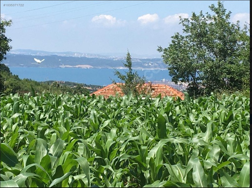 Körfez ve Köprü manzaralı tarla - YALOVA ALTINOVA fotoğraf 4