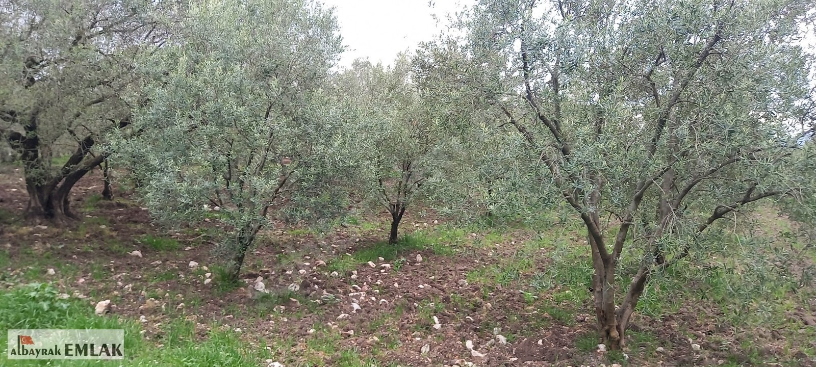 AKHİSAR SAKARKAYA DA ŞOK FİYAT SATILIK 3.850 M2 ZEYTİNLİK - MANİSA AKHİSAR fotoğraf 2