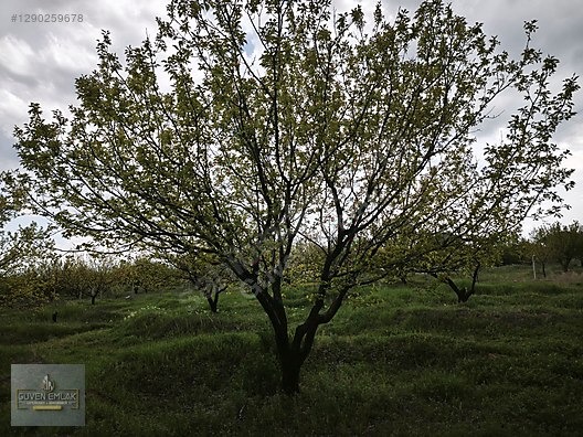 GÜVEN EMLAK'TAN KIRKPINAR KÖYÜNDE 692 PARSEL NOLU BAHÇE SATILIK - MALATYA YEŞİLYURT fotoğraf 6