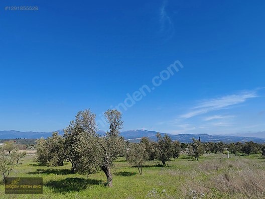HAVRAN MESCİT MAHALLESİ OTOYOLA YAKIN 10 DÖNÜM SATIILIK ZEYTİNLİ - BALIKESİR HAVRAN fotoğraf 30