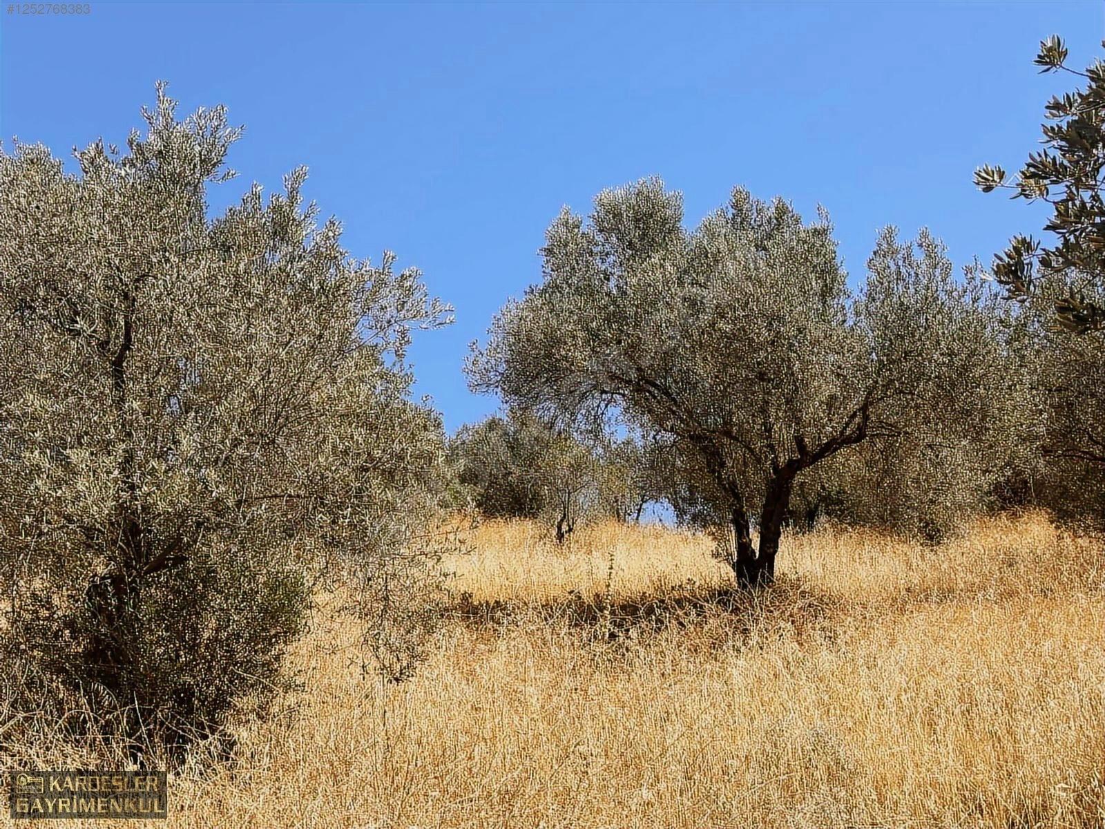 SATILIK CUMHURİYET MAHALLESİNDE TEK TAPU 4.489m2 ZEYTİNLİK - MANİSA AKHİSAR fotoğraf 4