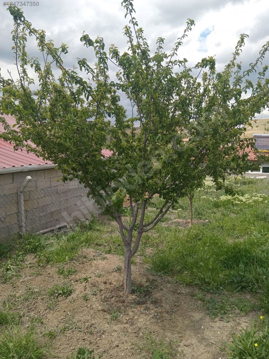ANKARA ELMADAĞ HASANOĞLAN BAHÇELİEVLER KÖYÜNDE 435 M² ARSAMIZ  SATILIKTIR - ANKARA ELMADAĞ fotoğraf 12