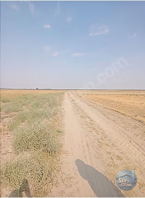 Konya Akşehir orta köyde satılık tarla 1306 m2 - KONYA AKŞEHİR fotoğraf 3
