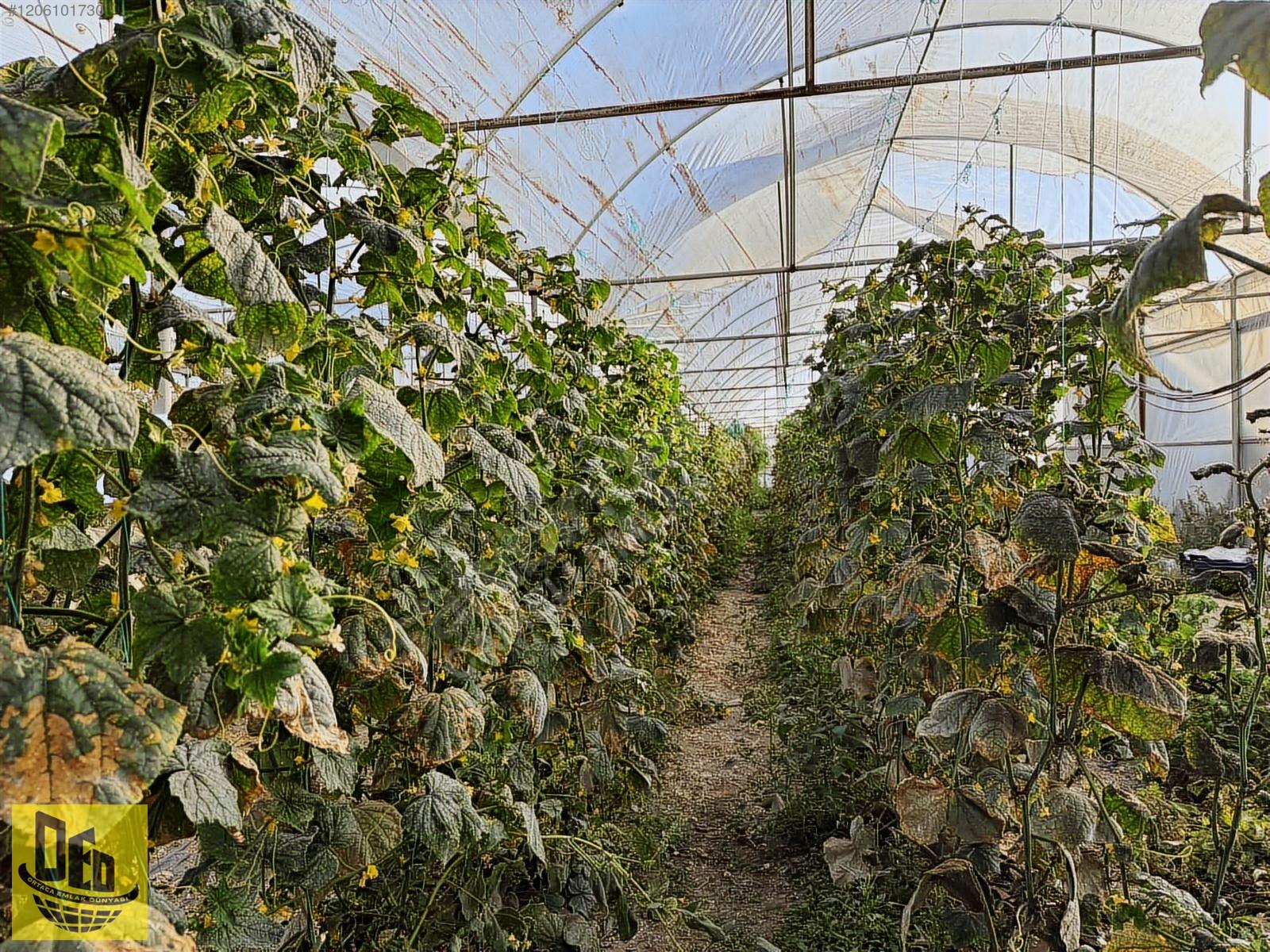 ÇAMELİ YUMRUTAŞ 5.472m2 TARLA İÇİNDE 4000m2 SERA TESİSİ - DENİZLİ ÇAMELİ fotoğraf 2