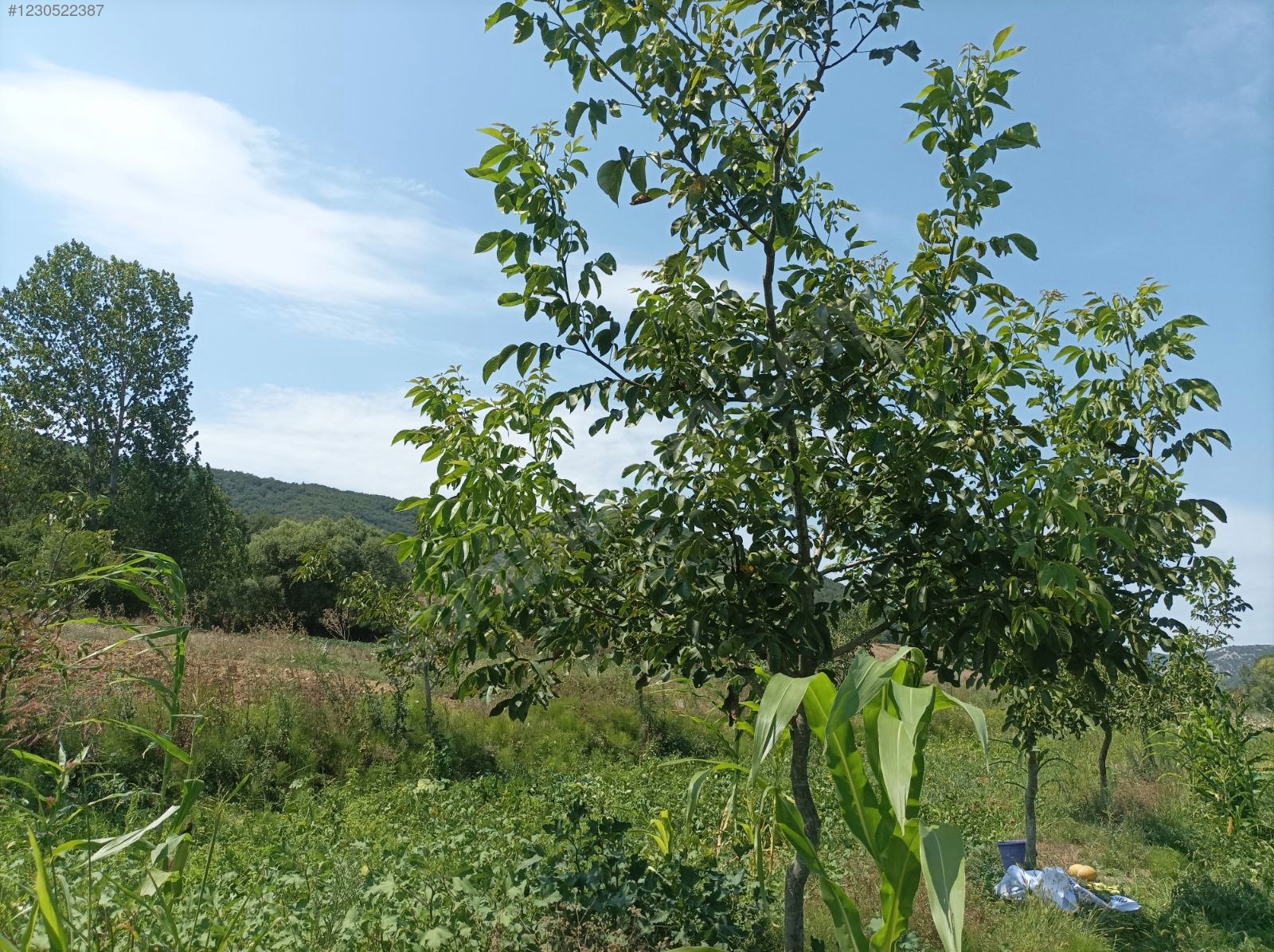 Yenişehir Fethiye de kurulu ceviz ve hobi bahcesi - BURSA YENİŞEHİR fotoğraf 18