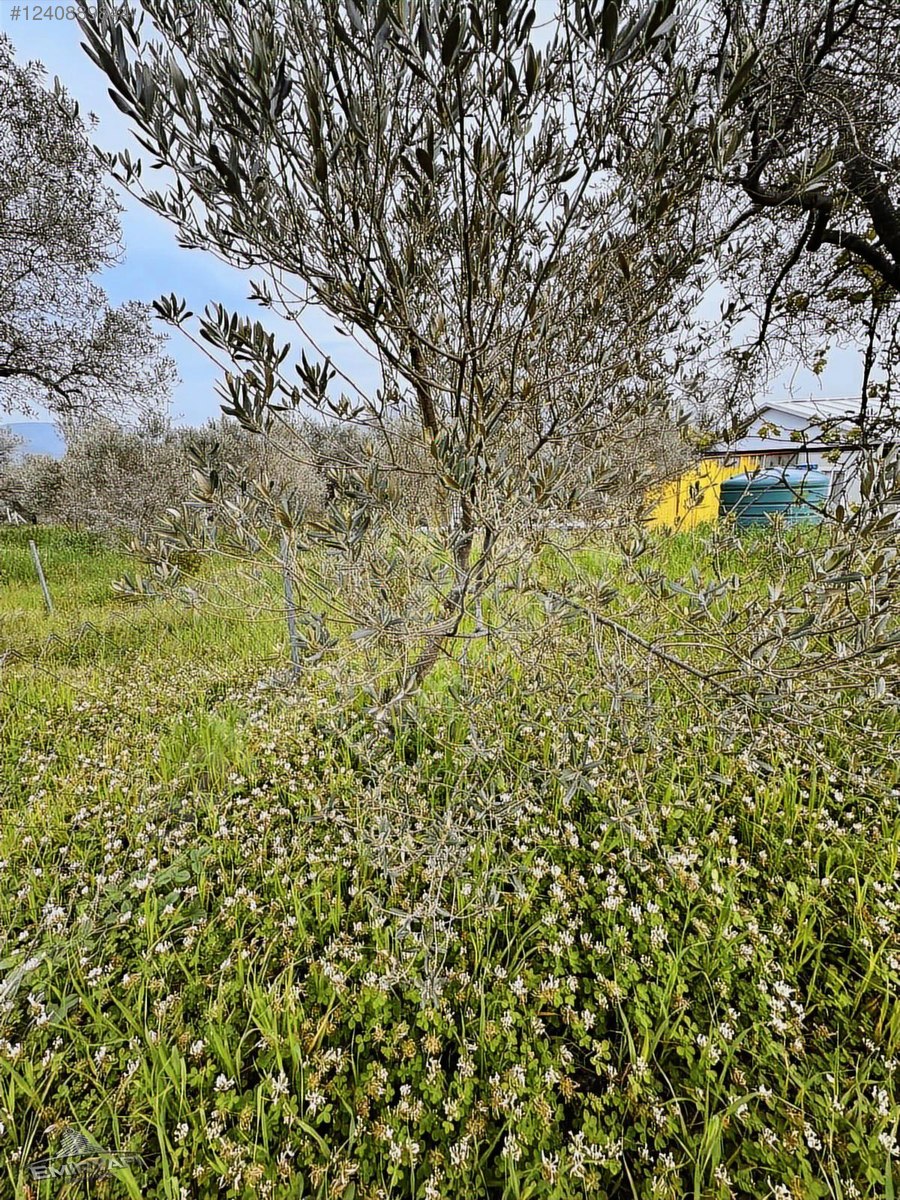 EMİR EMLAK GAYRİMENKUL DEN SATILIK HOBİ BAHÇESİ - İZMİR KEMALPAŞA fotoğraf 2