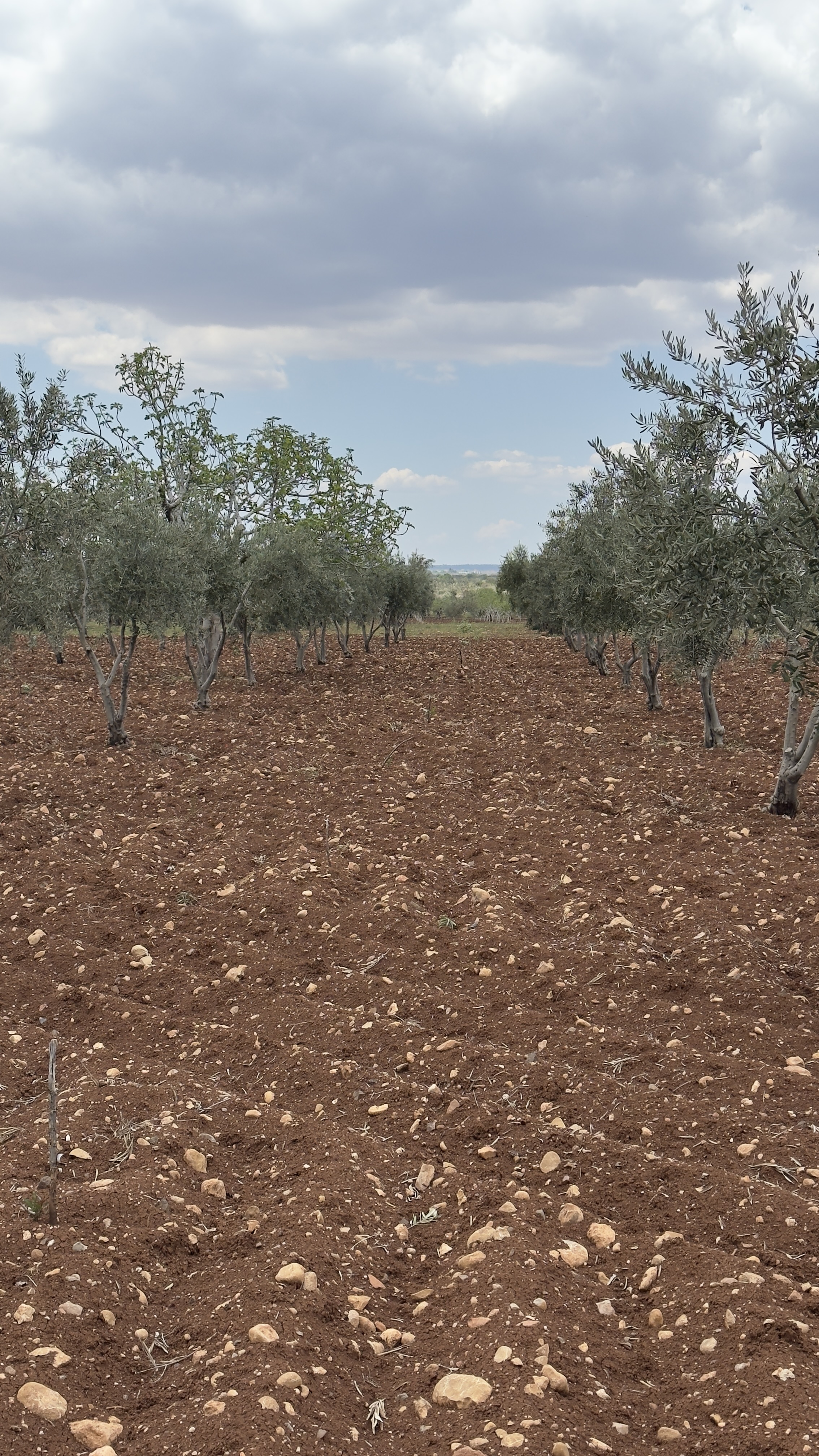 ÖZGÜRoğluEMLAK,tan SATILIK ZEYTİNLİK  - KİLİS MERKEZ fotoğraf 10