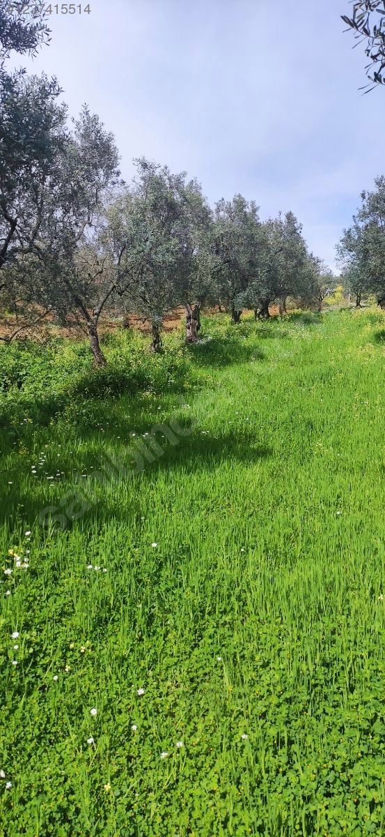 MÜSTAKİL PARSEL SAHİBİNDEN ZEYTİNLİK DENİZ MANZARALI - BURSA GEMLİK fotoğraf 13