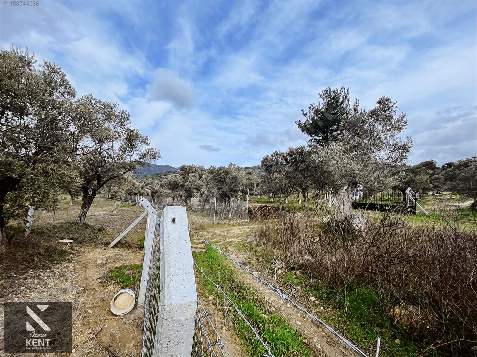 Kemalpaşa Gökyaka Satılık 2700 m2 Bahçe - İZMİR KEMALPAŞA fotoğraf 12