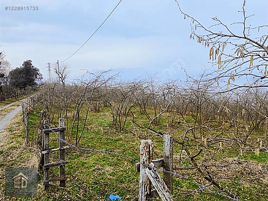 Tirebolu Avcılı Köyünde Satılık 5370 m2 Satılık Arsa. - GİRESUN TİREBOLU fotoğraf 2