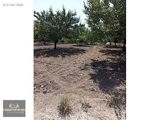 YUSUF KARADAĞLI'DAN KULUNCAK TOHMA KENAR 31 DÖNÜM SATILIK BAHÇE - MALATYA KULUNCAK fotoğraf 8
