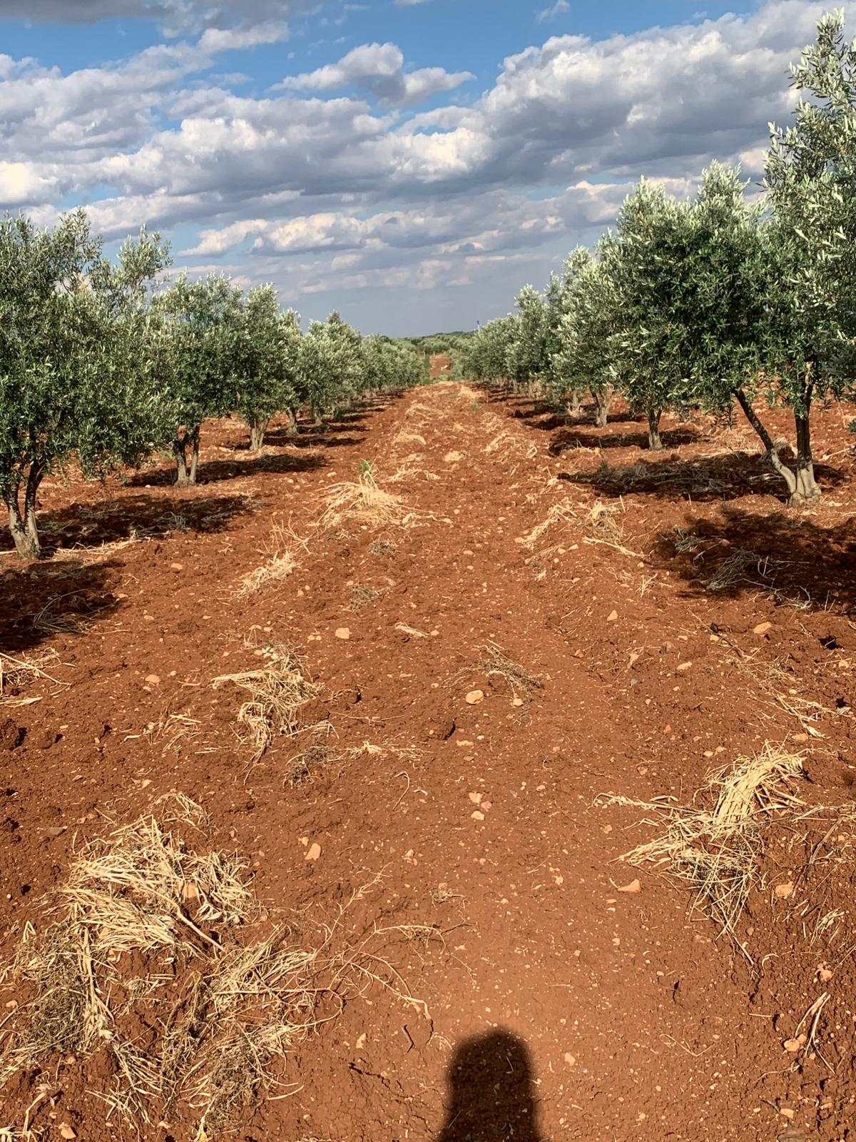 SATILIK 150 AĞAÇ ZEYTİNLİK  - KİLİS MERKEZ fotoğraf 15