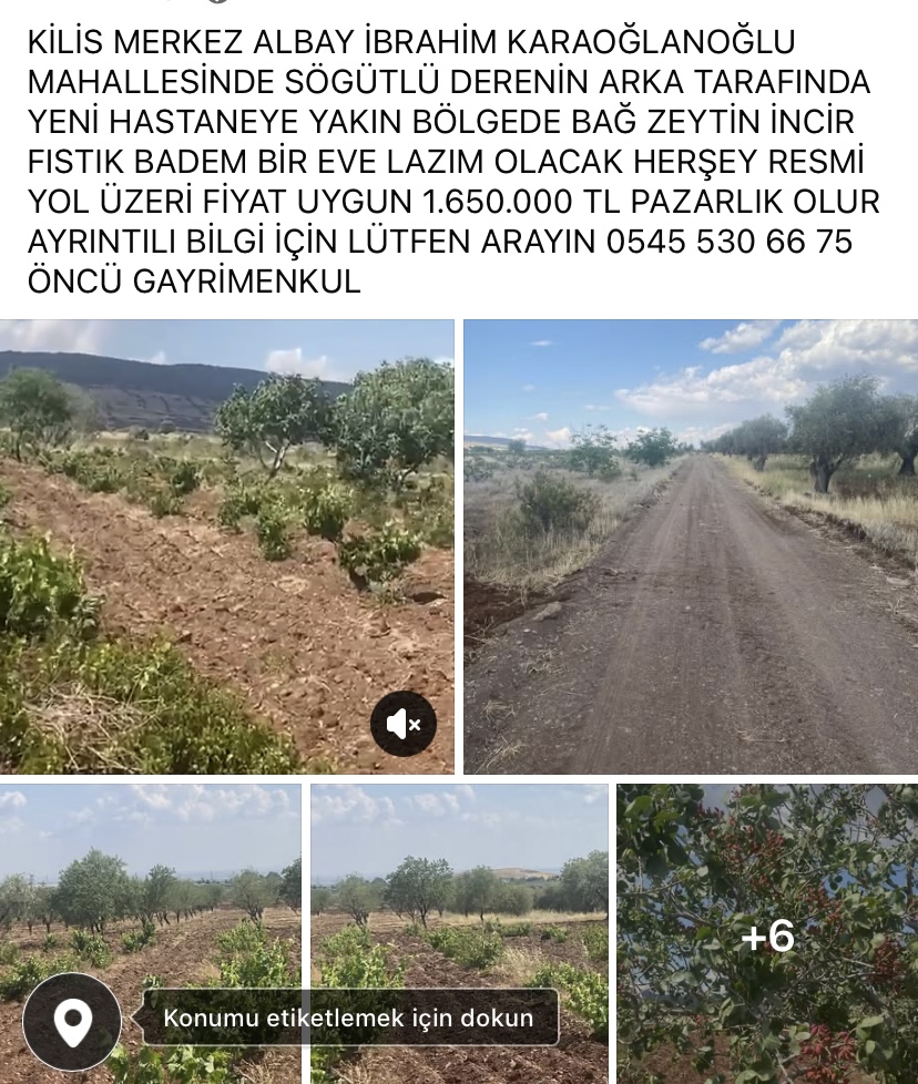 SATILIK BAĞ ZEYTİN BADEM FISTIK İNCİR - KİLİS MERKEZ fotoğraf 13