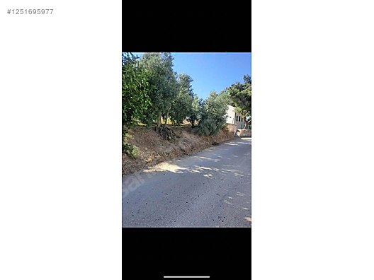 BURSA MUDANYA YAYLACIK KÖYÜNDE YAYLACIK 792 M² ZEYTİNLİK SATILIKTIR. - BURSA MUDANYA fotoğraf 6