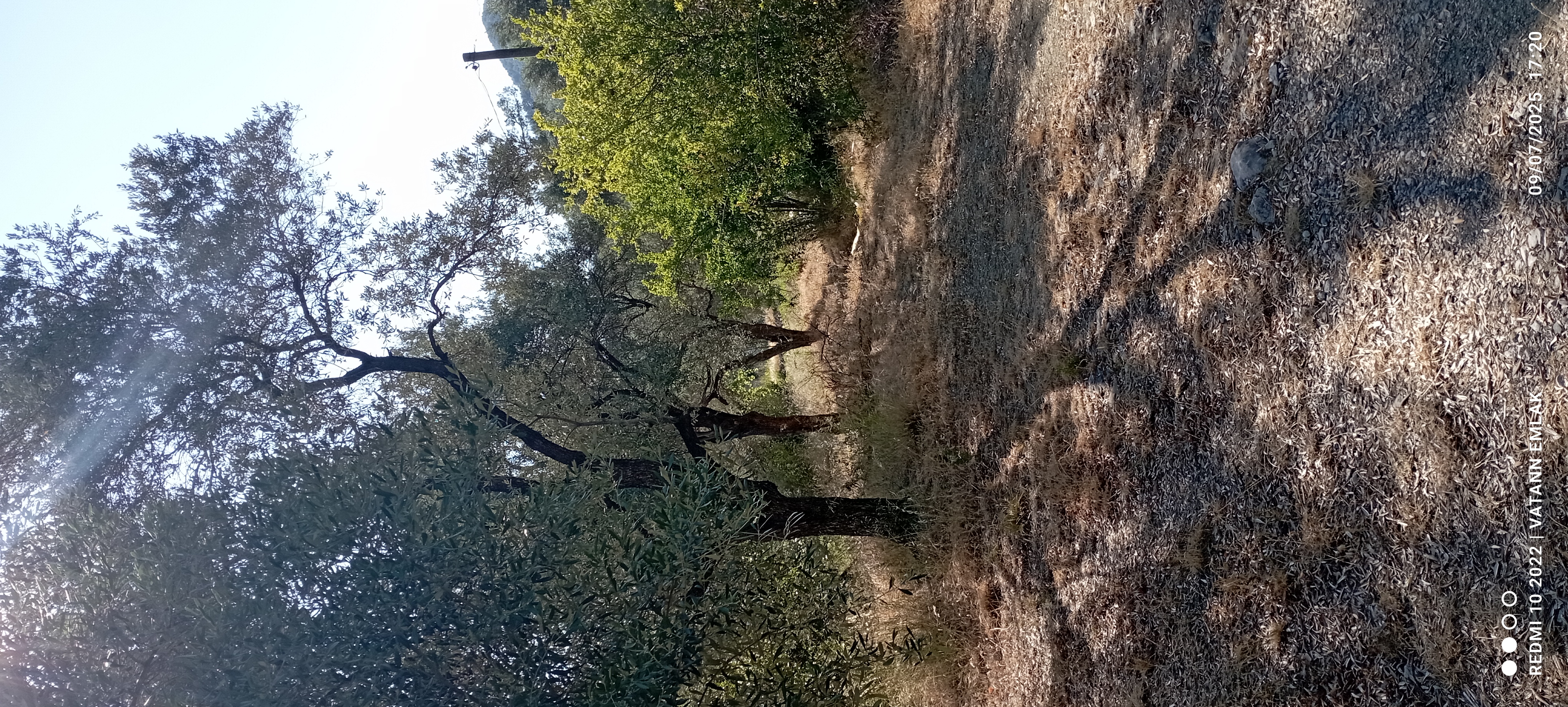 Satılık zeytin bahçesi ve betanerme tapuya kayıtlı ev - MUĞLA SEYDİKEMER fotoğraf 8