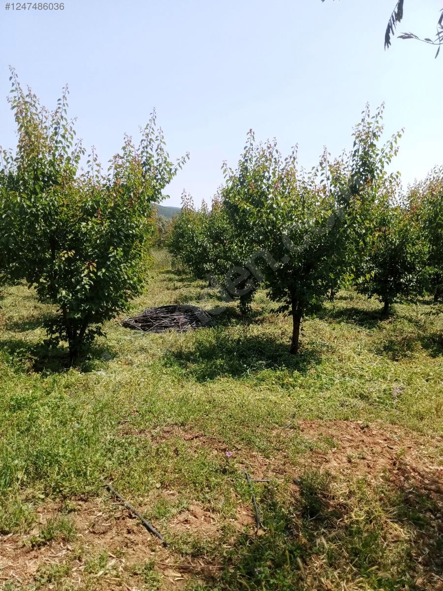 BURSA İZNİK İNİKLİ'DE BAĞ'IN 2.200  M²'Sİ  SATILIKTIR - BURSA İZNİK fotoğraf 5