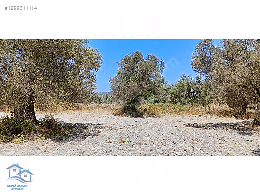 Ayvalık, Fethiye'de 5.451 m2 Satılık Zeytinlik - BALIKESİR AYVALIK fotoğraf 2