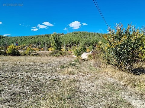 Cadde Emlaktan asfaltın kenarında satılık arsa ve tavuk çiftliği - KARABÜK ESKİPAZAR fotoğraf 21