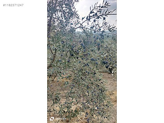 BURSA MUDANYA ÇEPNİ KÖYÜNDE 338 M²  ZEYTİNLİK SATILIKTIR - BURSA MUDANYA fotoğraf 9