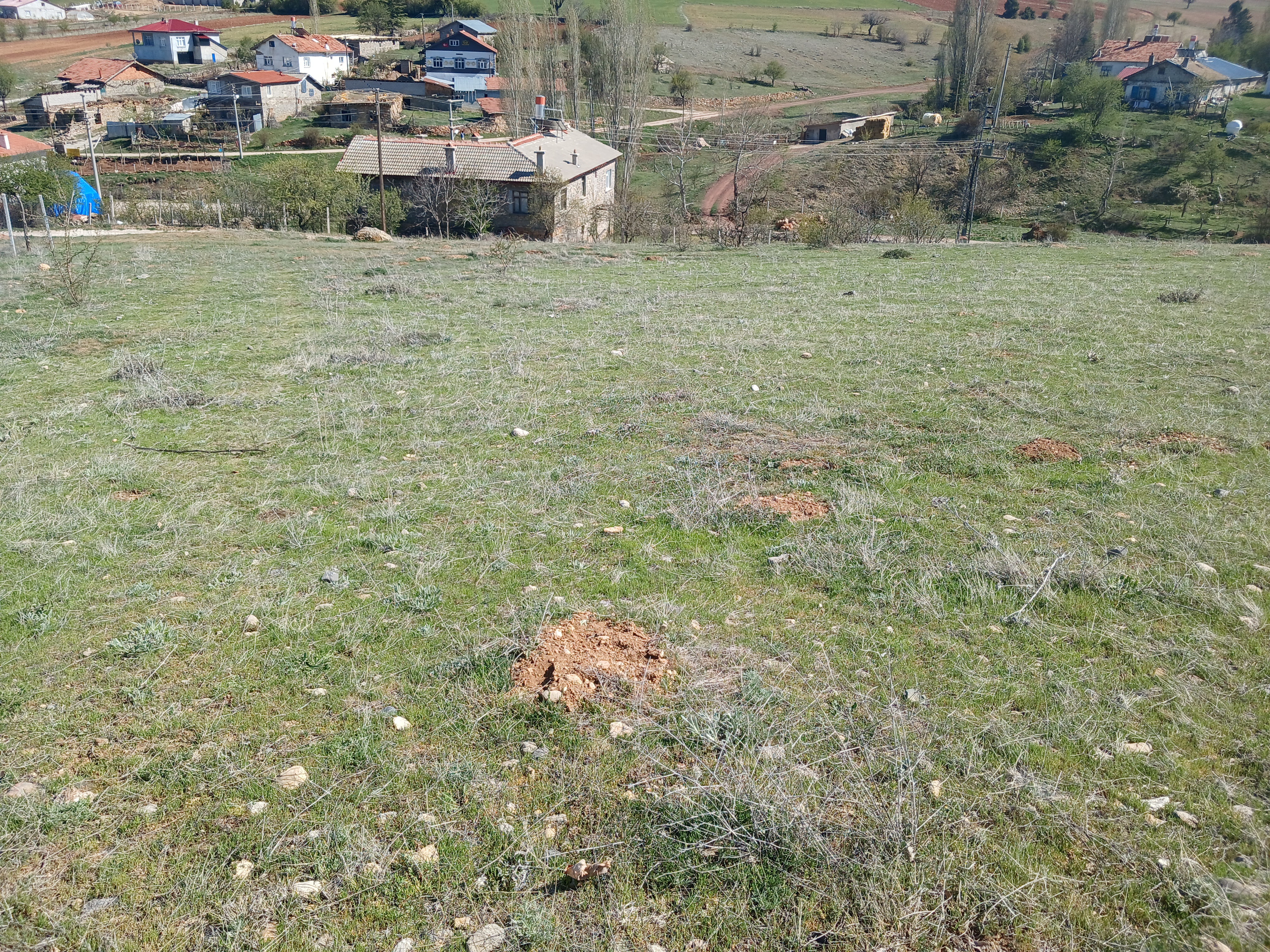 KONYA GÜNEYSINIR HABİLLER KÖYÜNDE 1.271 M² TARLA SATILIKTIR. - KONYA GÜNEYSINIR fotoğraf 14