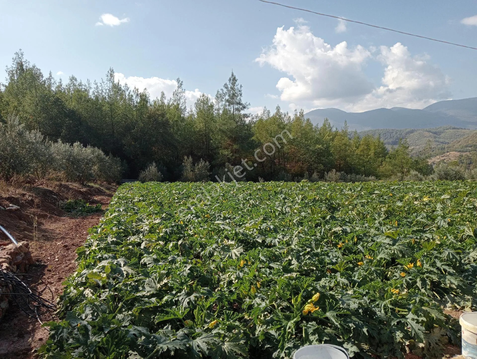 Antalya Kumlucada Satılık Müstakil Bahçe İnceoğlu Emlak - ANTALYA KUMLUCA fotoğraf 18